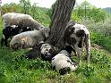 2010-05-09, Höfgen + Grimma (3)
